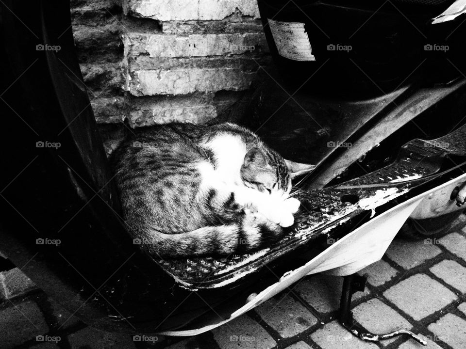 Sleeping Cat
