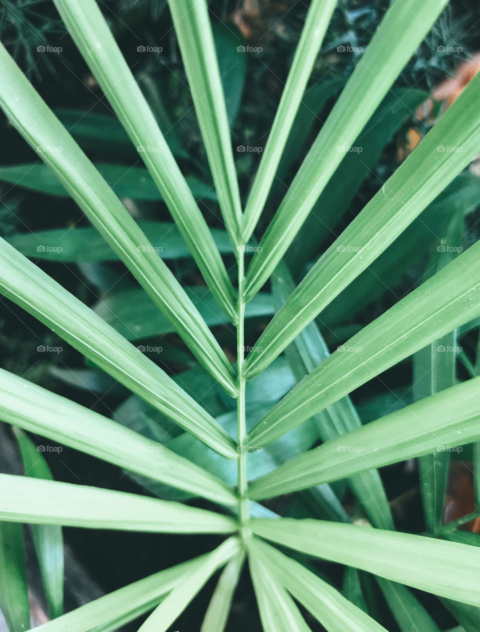 Beautiful green leafs in the garden 