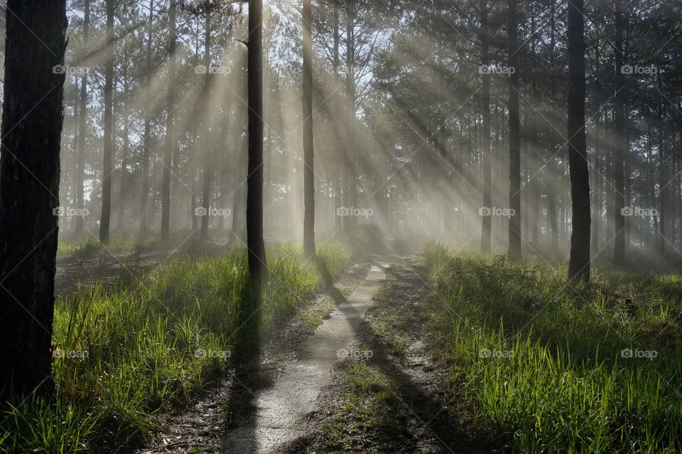 a local trail in pine forrest