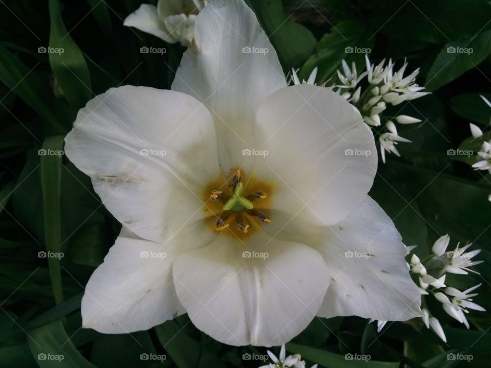 White Orchide