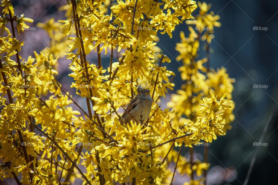 Sparrow at the blooming yellow spring tree