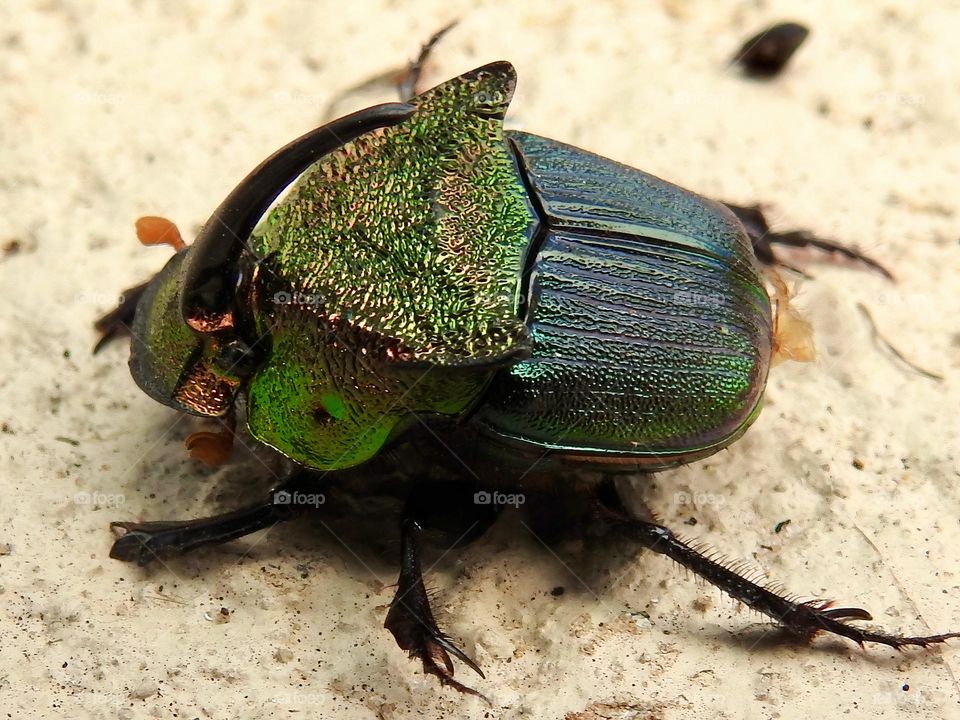 Male rainbow scarab also called Phanaeus vindex with a horn on the head indicating it’s a male, usually native from south Florida but found in central eastern Florida. 