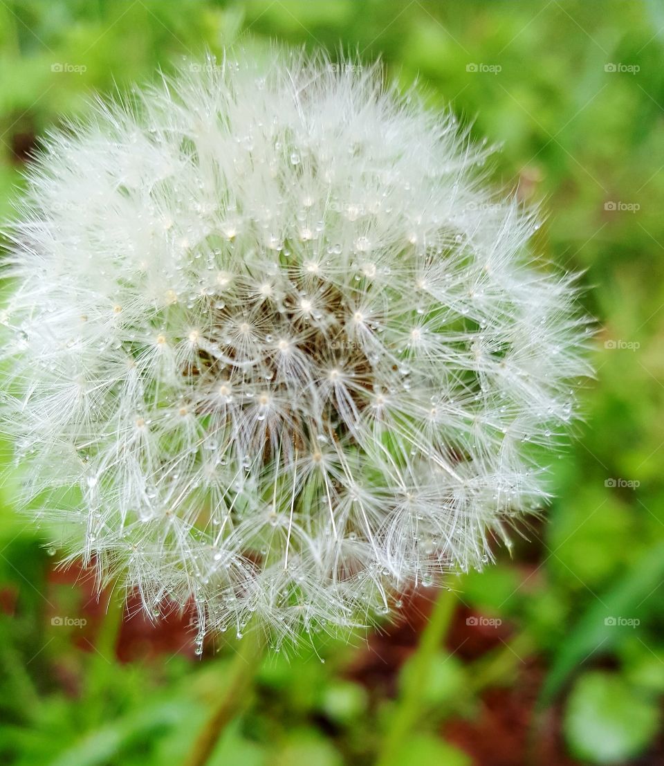 Dew drops on dandelion