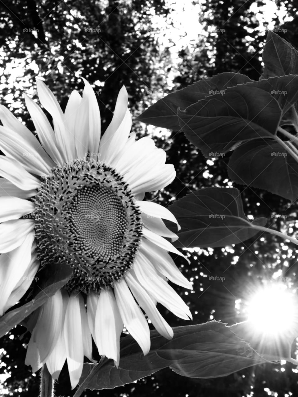 Sunflower and sunshine. Black and white