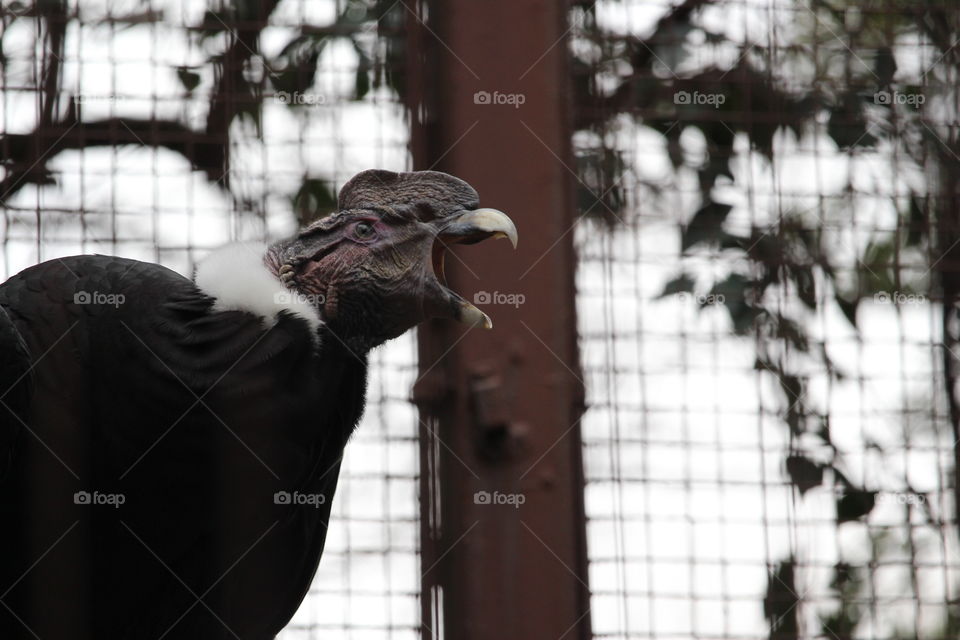 Screeching Andean Condor at Ueno Zoological Gardens Tokyo Japan 
