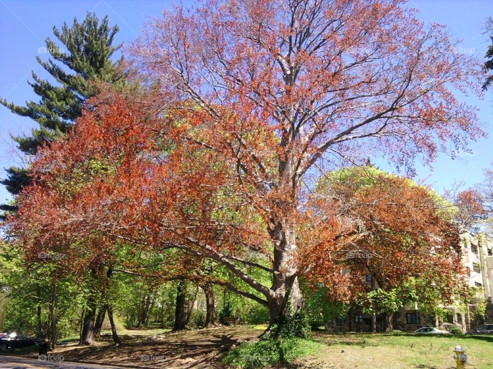 Tree, Park, Leaf, Fall, Season