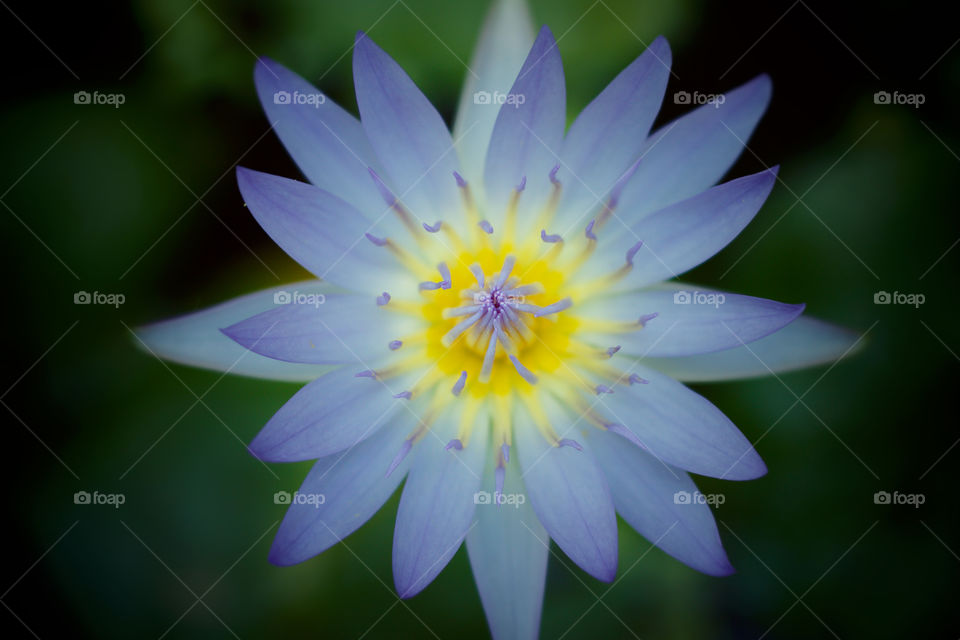 High angle view of purple water lily