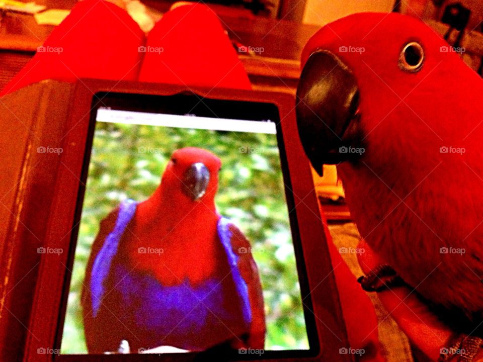 Red Parrot
