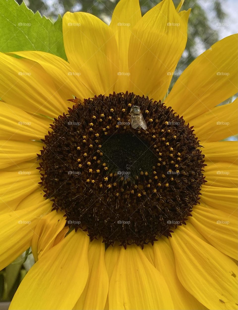 Sunflower and bee