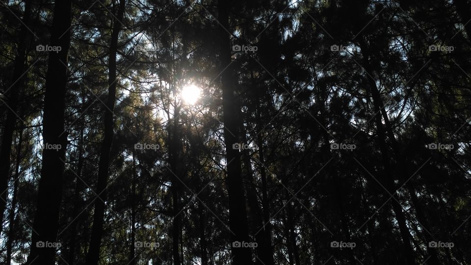 Tree, Wood, Nature, Sun, Leaf