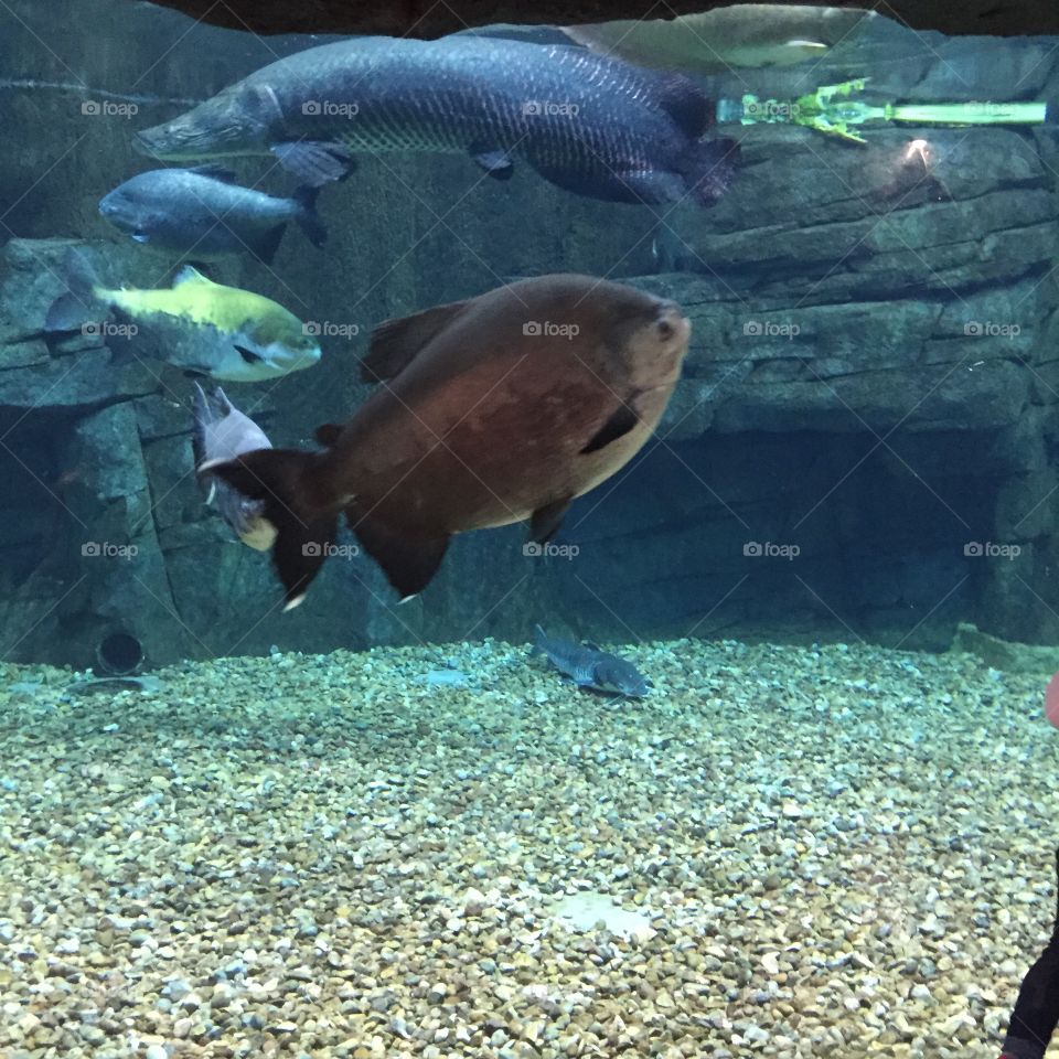 Aquarium . Fish in Aquarium 