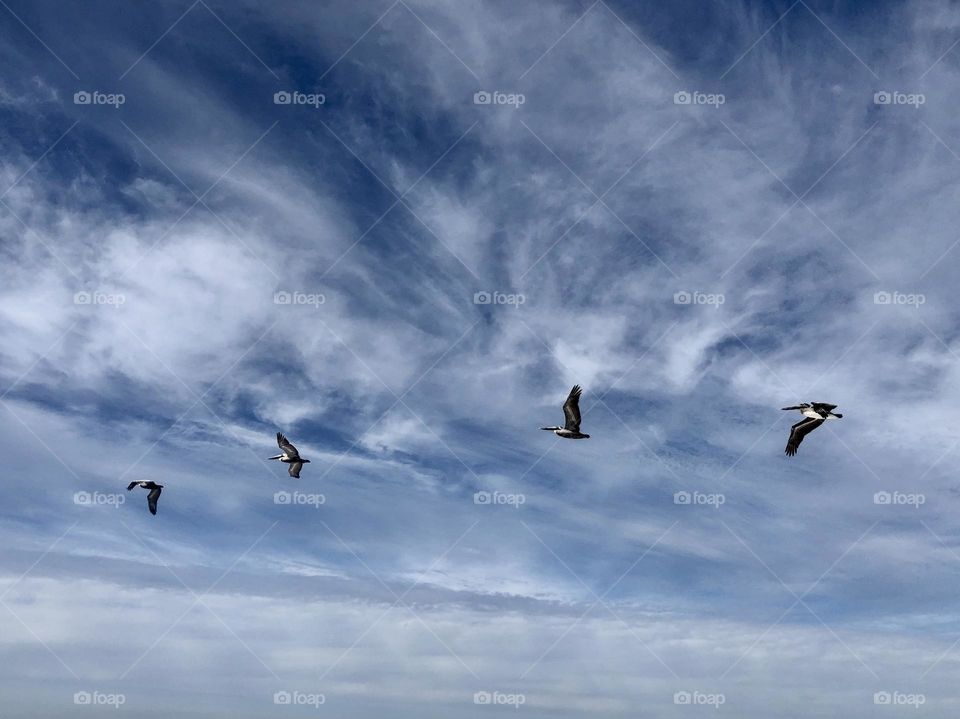 Pelicans in flight 
