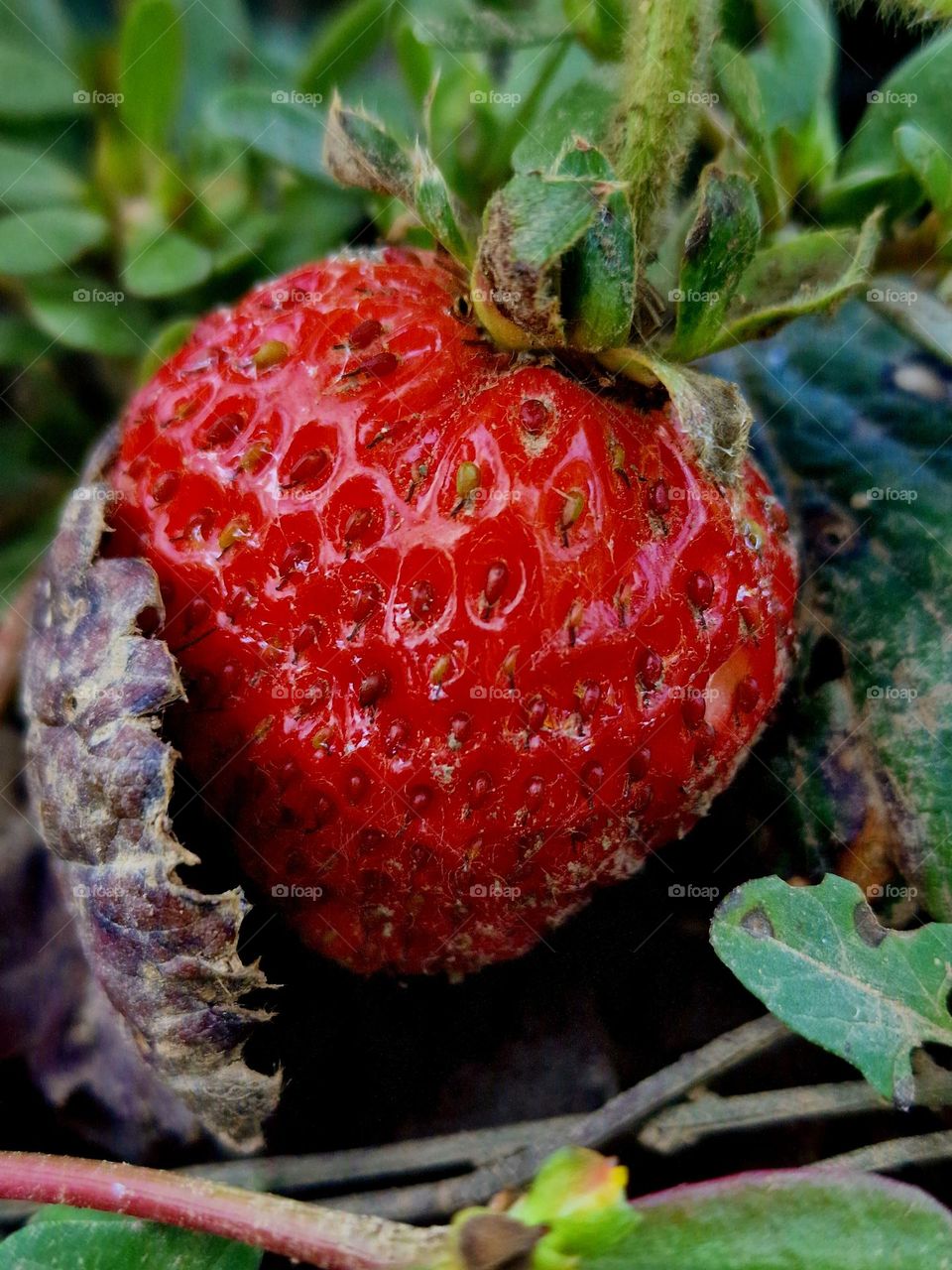 strawberry