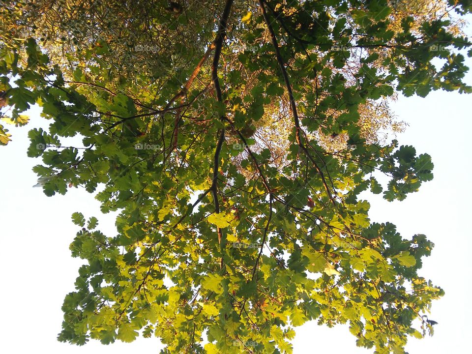 Looking up. Looking at trees during sunset