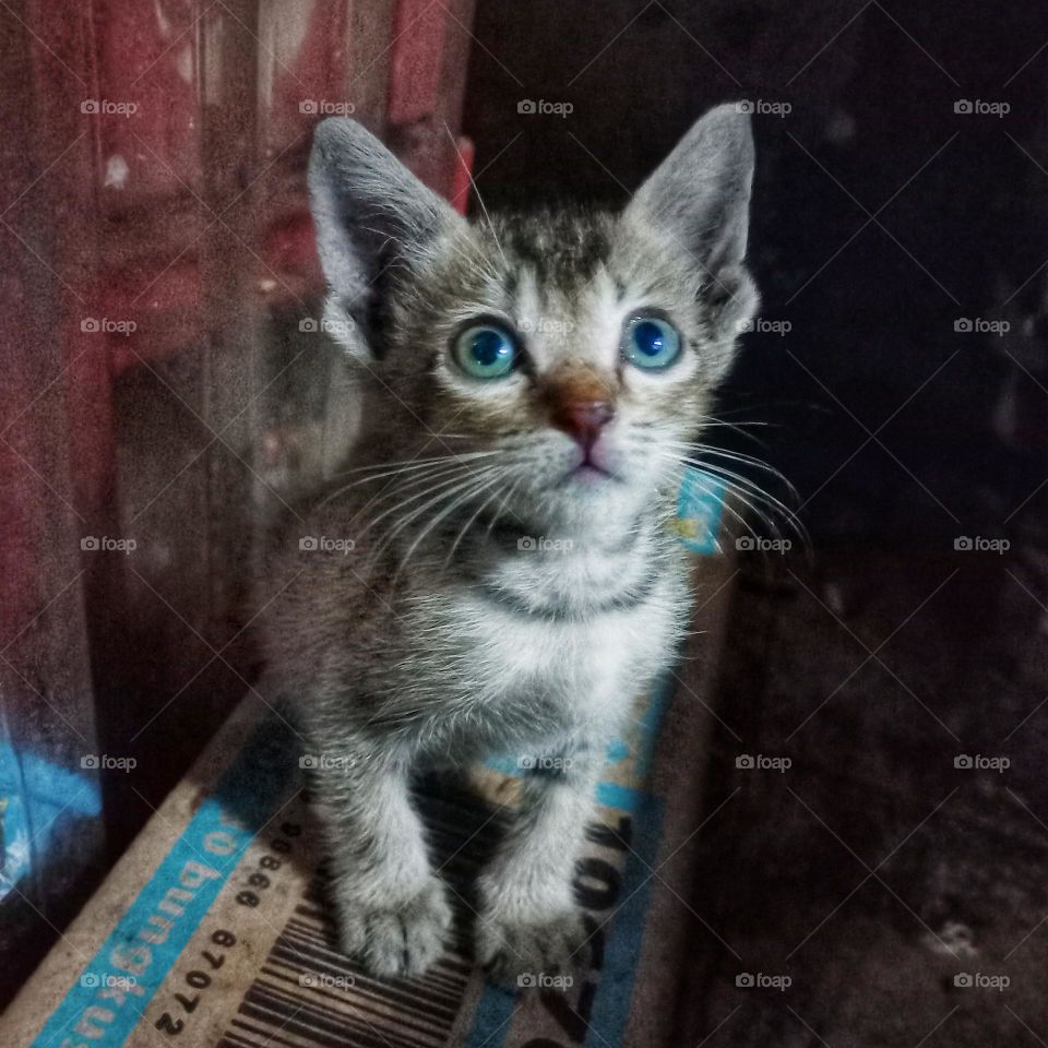Cute kitten is sitting in the dark