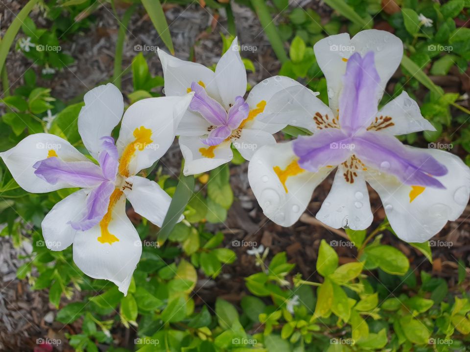 Tripple flowers