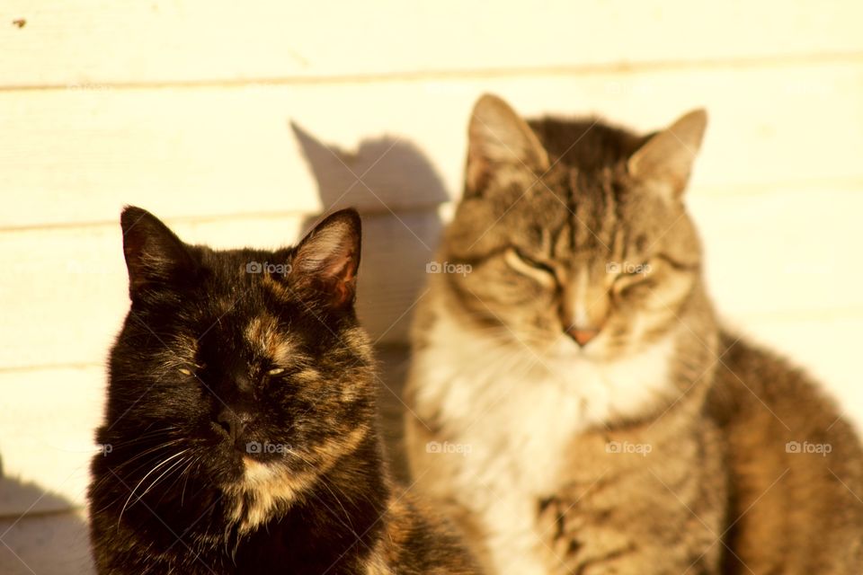 Two drowsy cats, a tortoise shell and a grey tabby, sunning themselves 