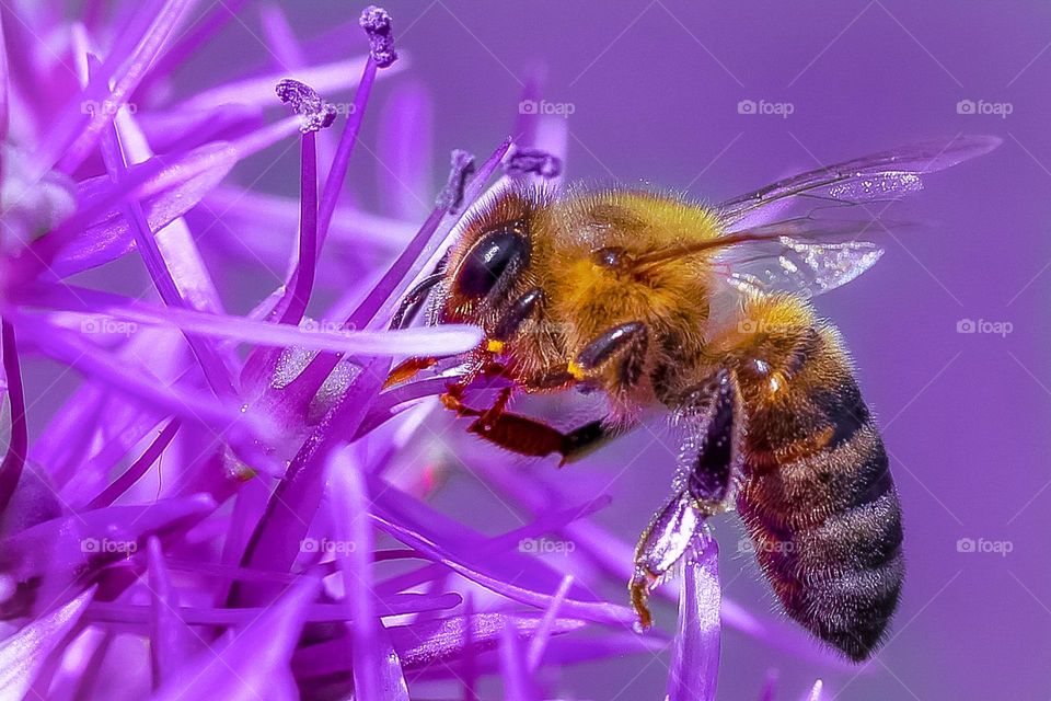 A bee on a purple flower