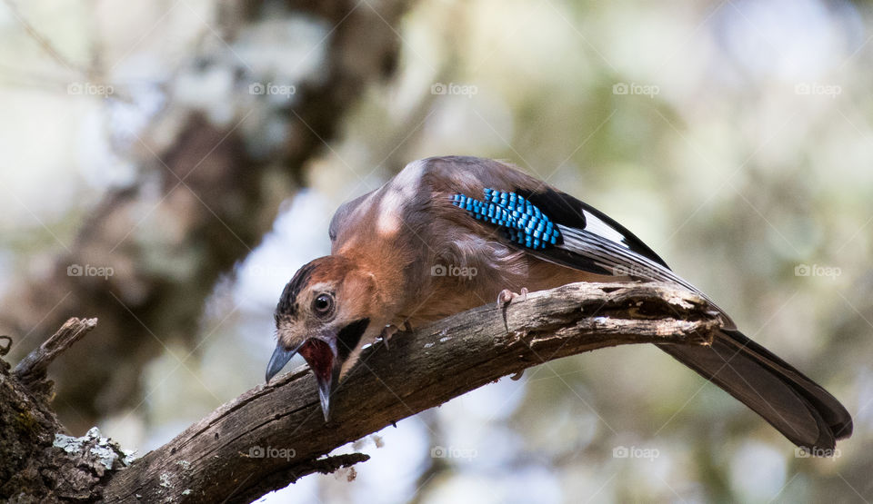 A beautiful bird standing on the tree