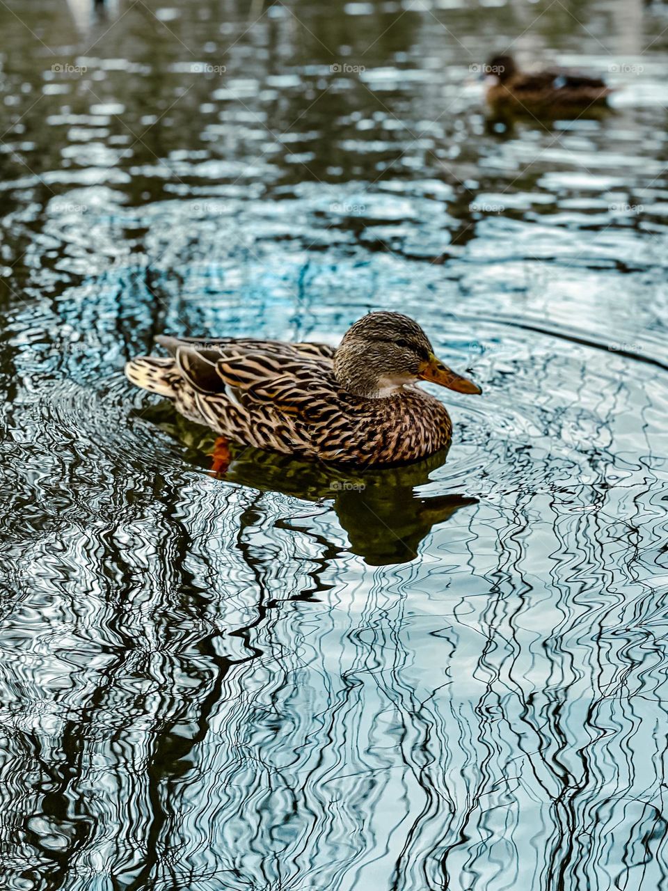 Brown female duck peacefully swims in calm water 