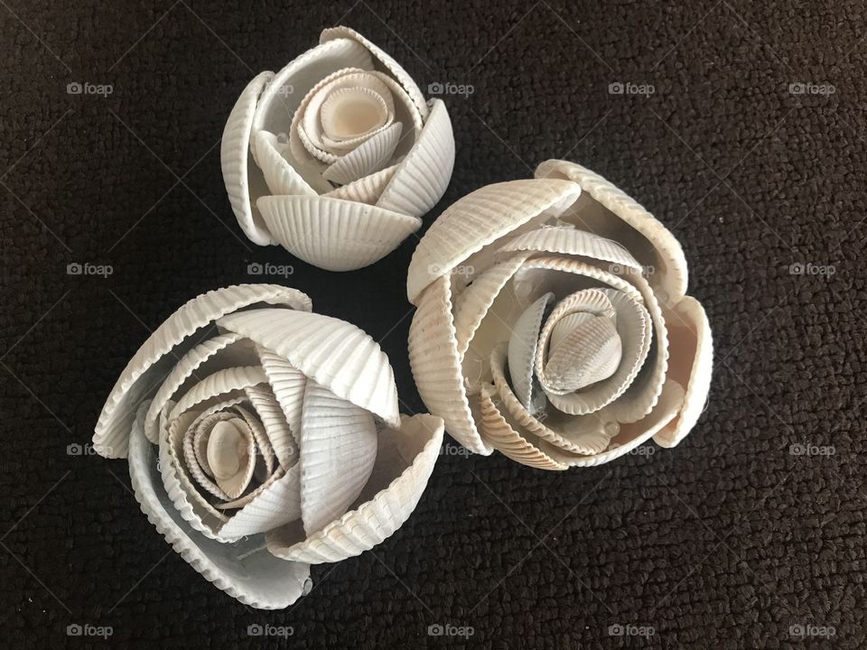 Flowers using sea shells 