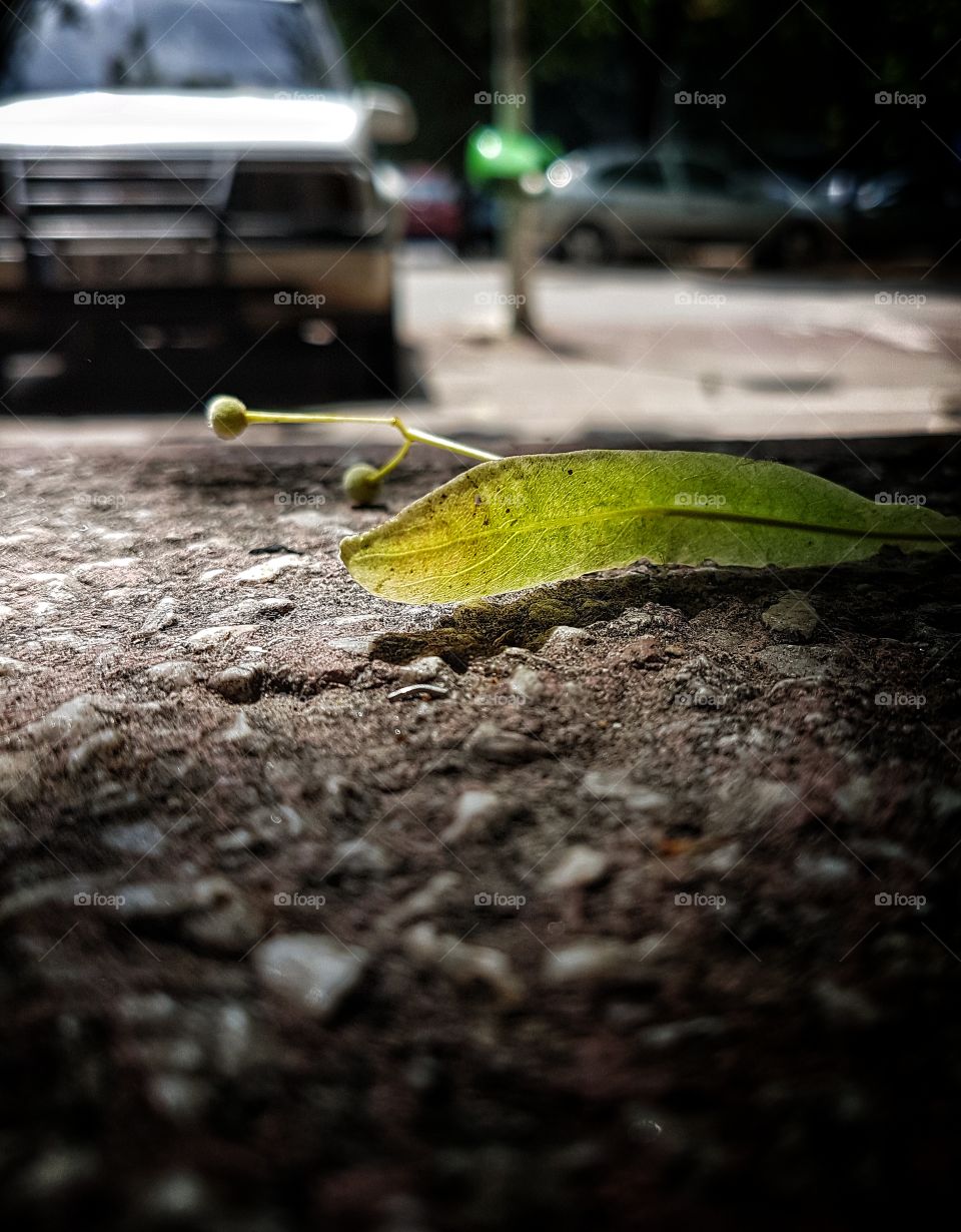 Lime leaf