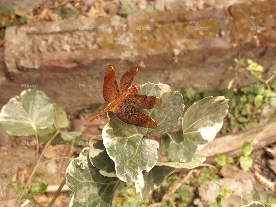 Dragonfly Captured in backyard at 10.00 o'clock @india