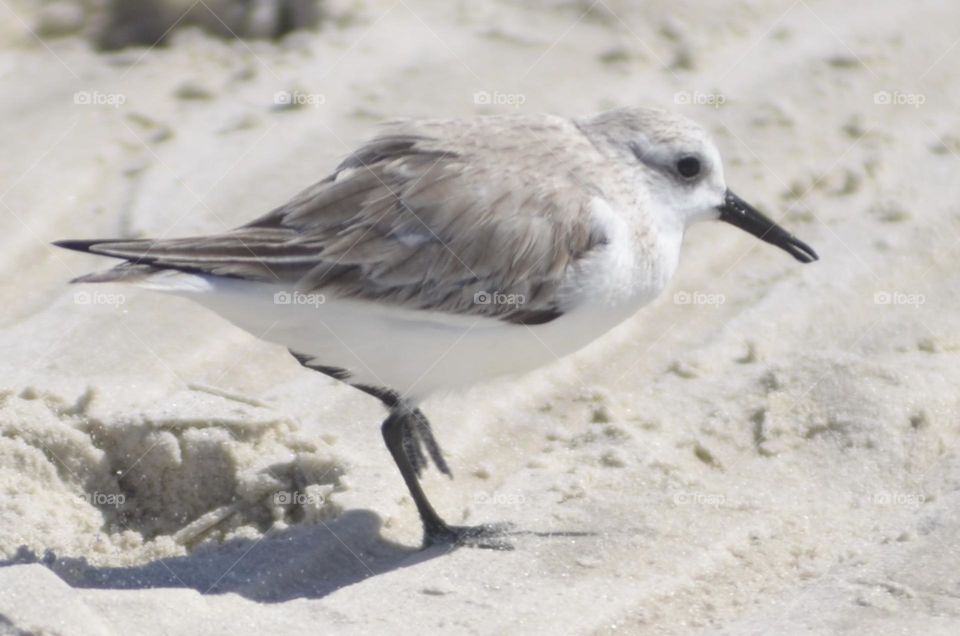 Sanderling 