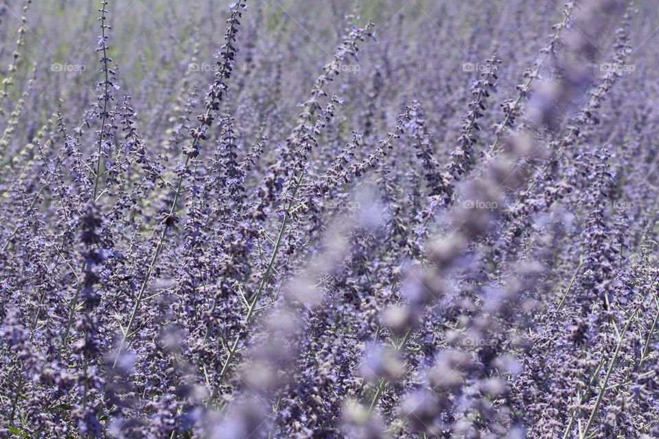 Lilac flowers