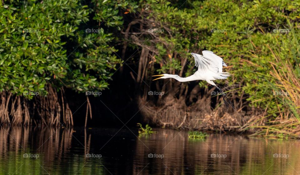 Great egret flying through the mangroves.