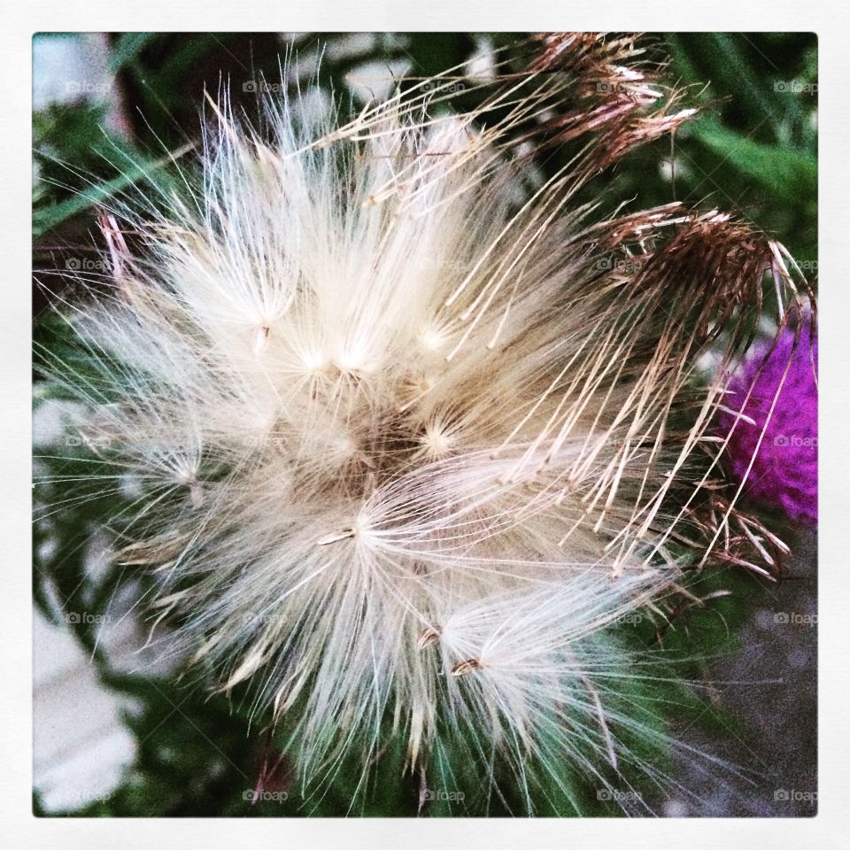 Thistle