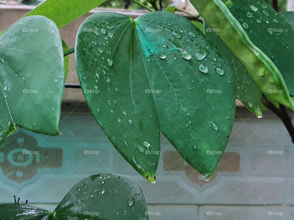 Water drops on the leaves after rain
