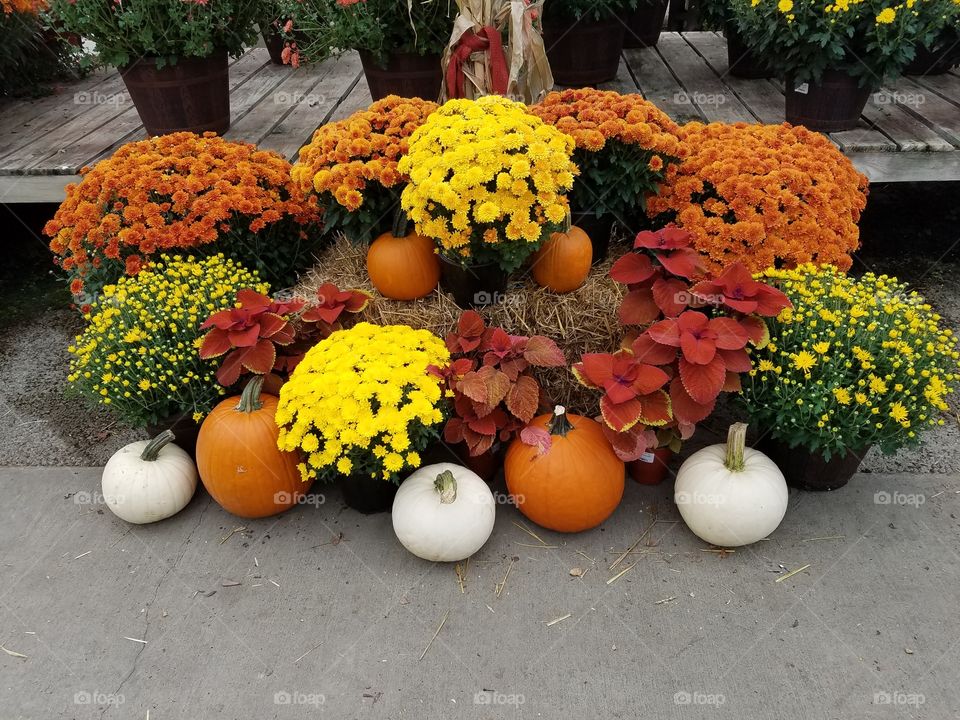 Pampkin show and flowers