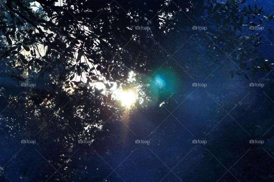 Sunlight Shining through trees