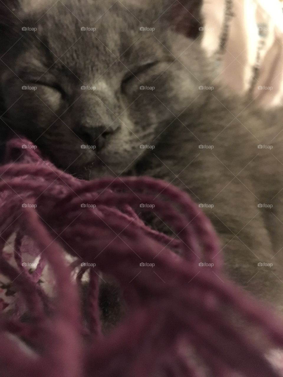 Kitten with yarn 