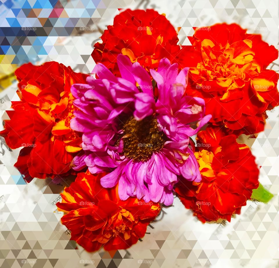 Shevanti Marigold Flowers beauty Shot on Camera