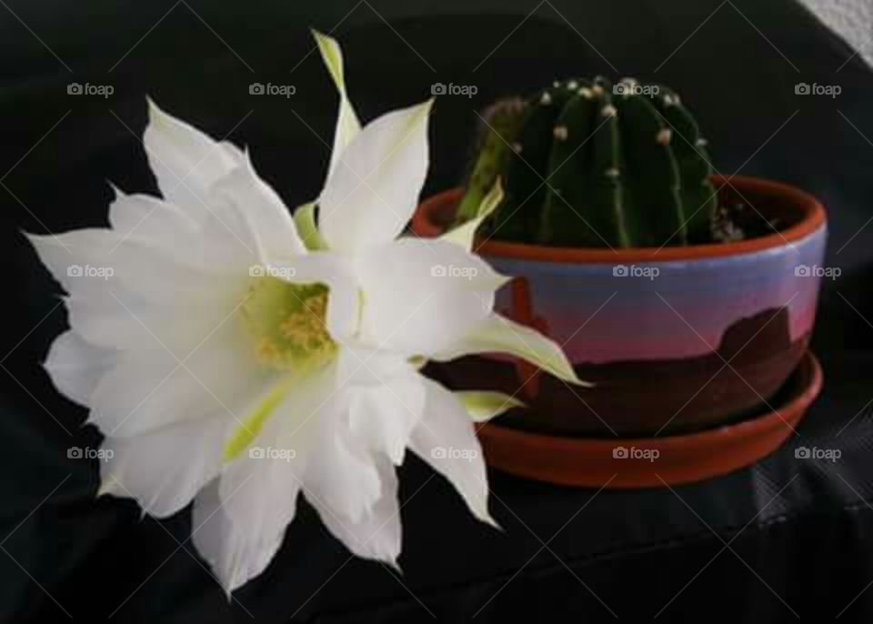 Cactus flower II