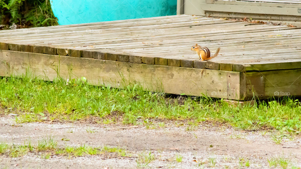 Chipmunk on old boathouse deck near doorway looking for food 