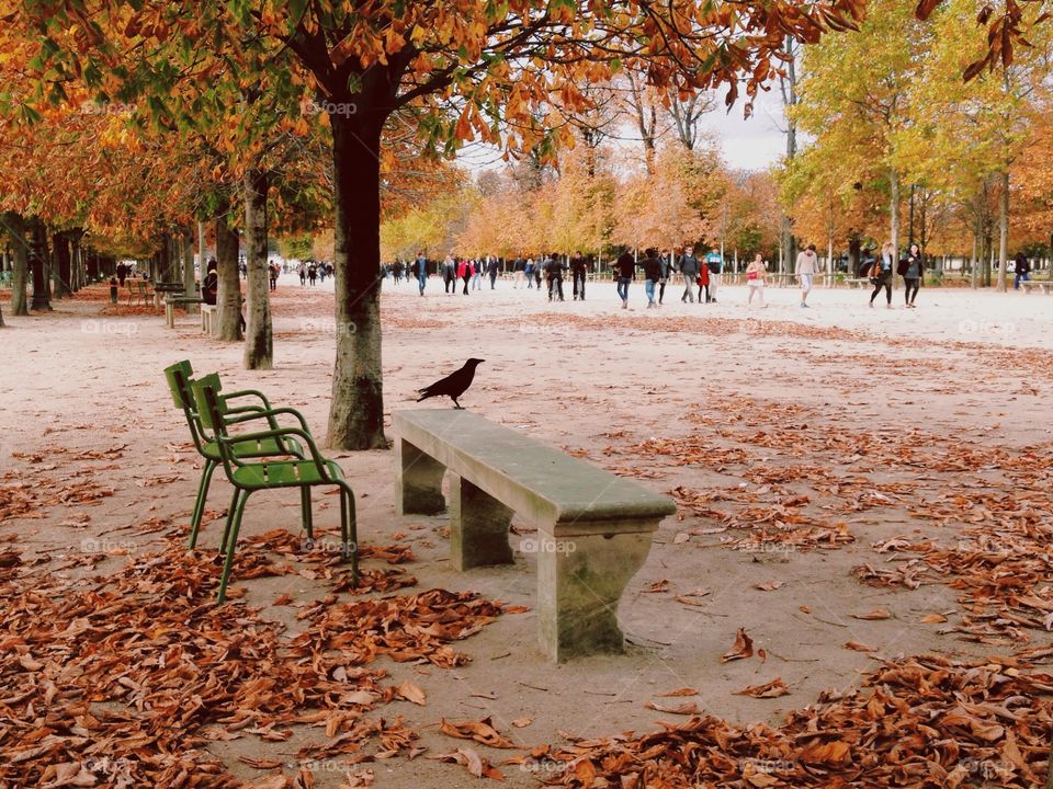 Fall, Leaf, Tree, Bench, Nature