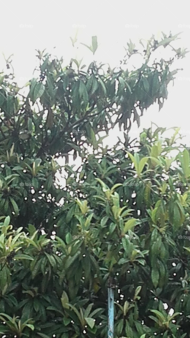 árvore de ameixa em plena chuva