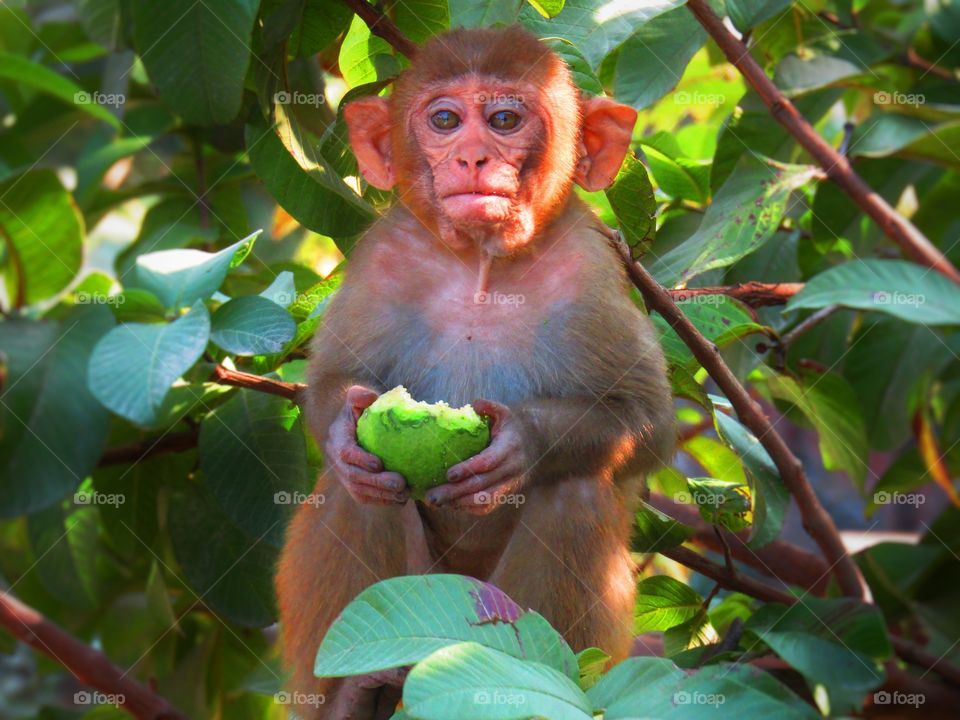 Funny cute monkey baby eating guava fruit.