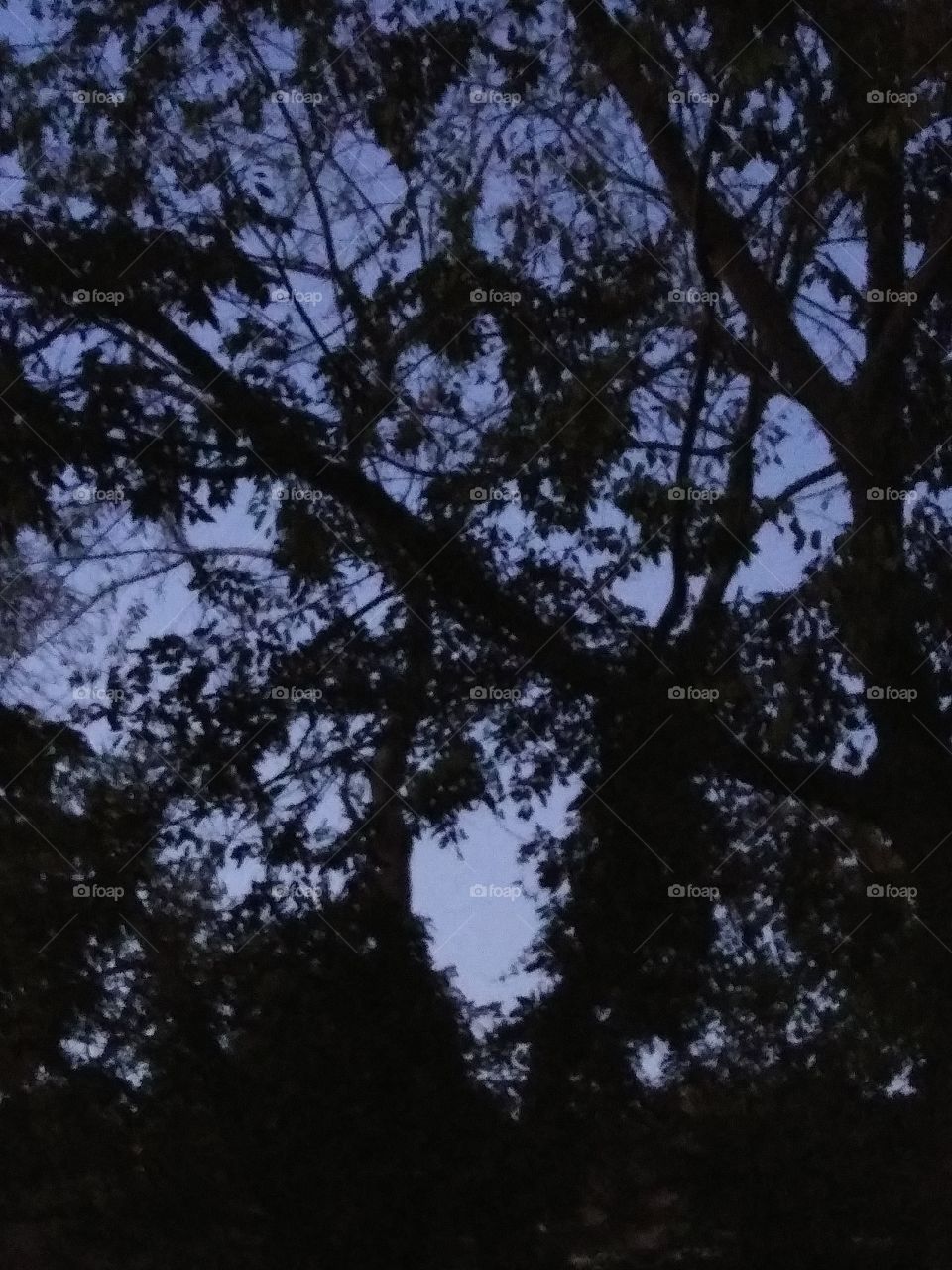 evening sky through trees