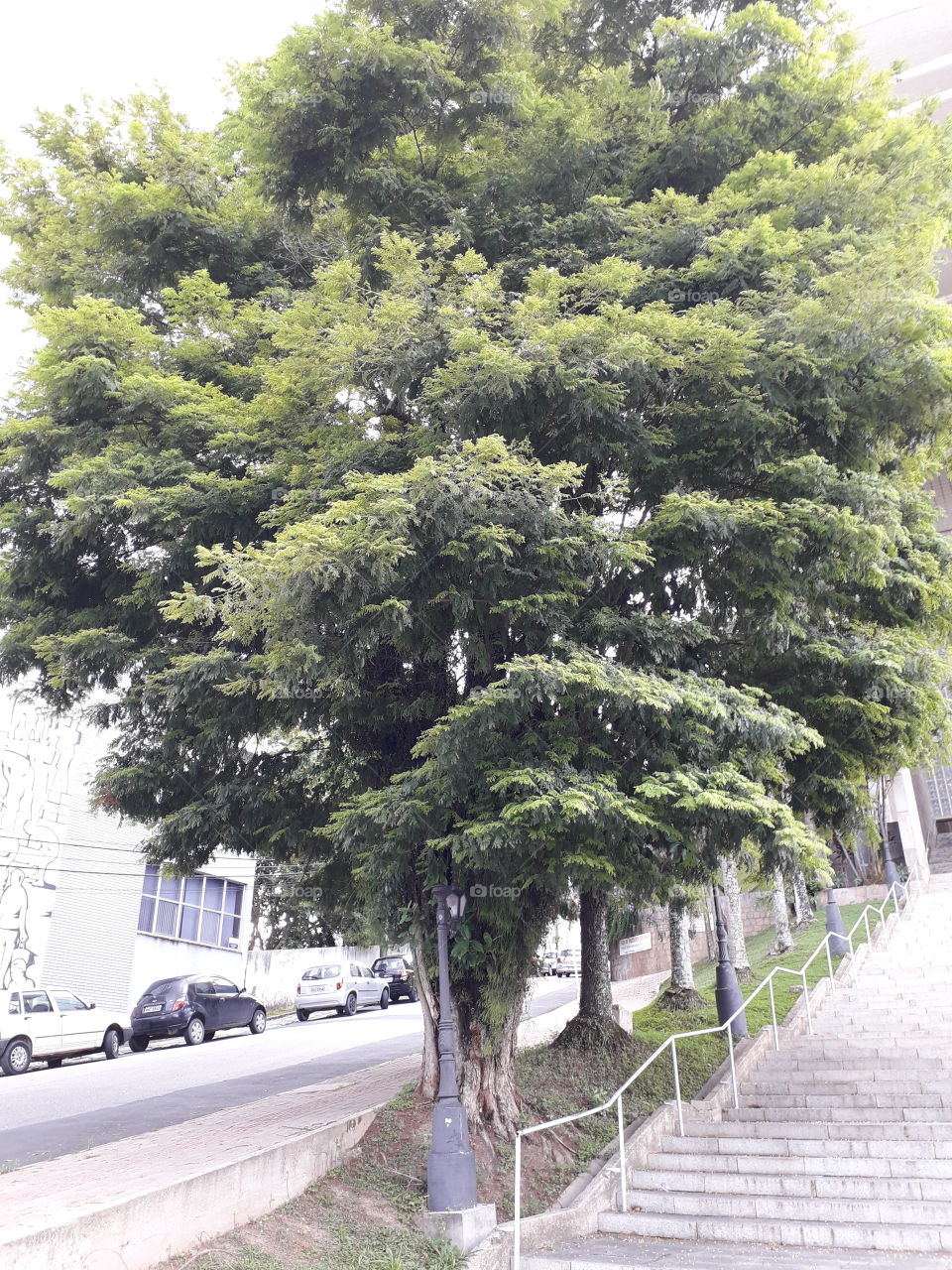 árvore no centro
