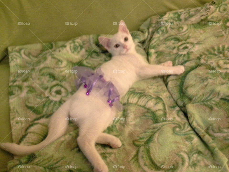 Cat loves photo shoot in tutu!. Puff the cat enjoying getting his picture taken,  while wearing his favorite purple tutu. He loves the jingling bells!