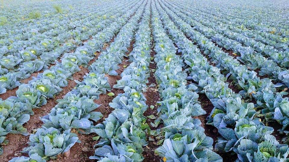 Cabbage field🥬🌱 Harvest🥬🌱Earth🌱🥬