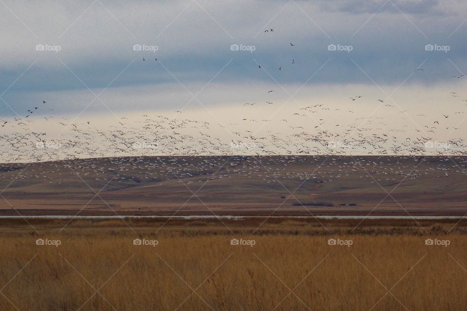 Snow Geese Migration
