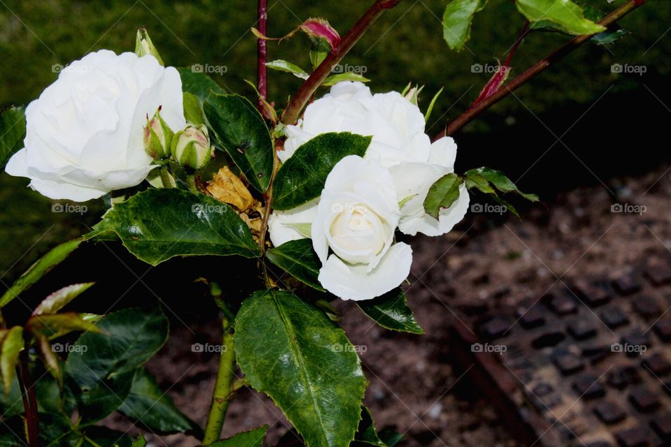 White roses ! 