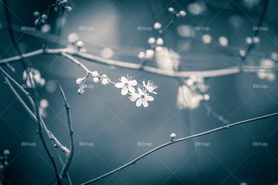 Spring flowers in London