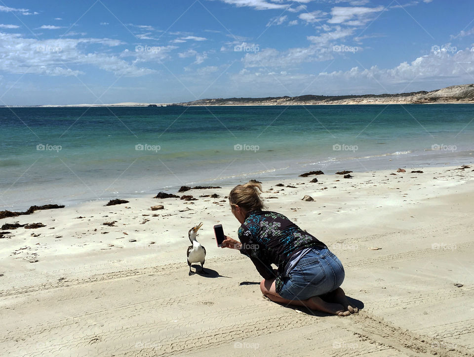 Female photographer (me)  on knees photographing wild Australian Pied Cormorant up close on remote beach in south Australia for FOAP of course. It took over an hour of inching my way in the sand sometimes on my stomach (see the trail behind me) toward the bird, constantly surprised it did not fly away. What an opportunity. Please view my portfolio for more shots of this lovely bird, and a final
Shot of it flying away. 