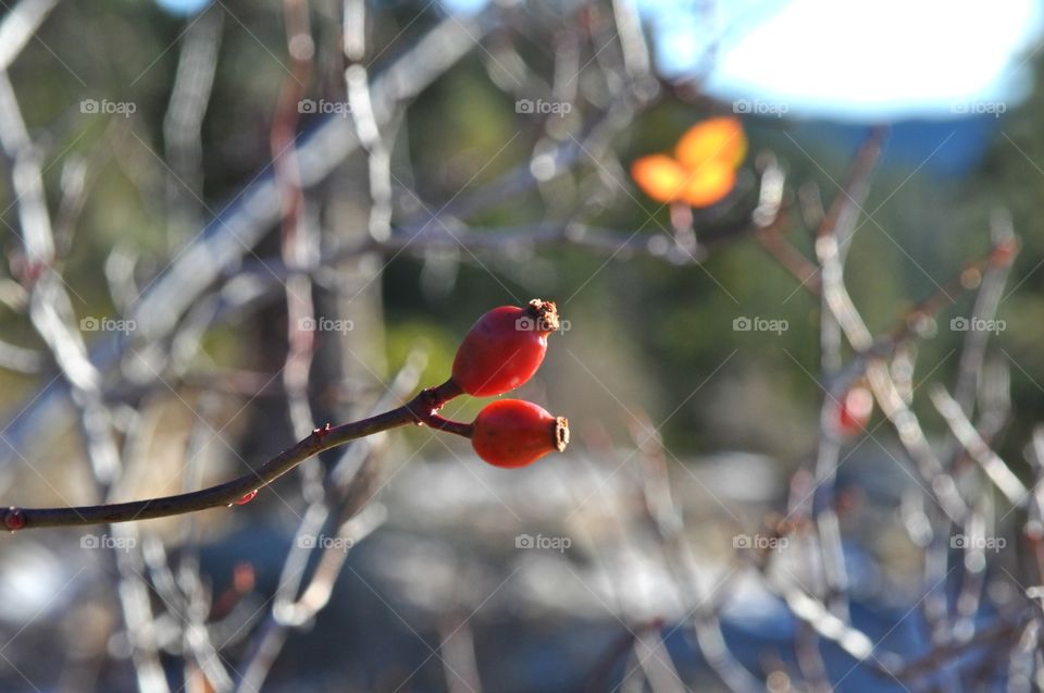 Rose hips bush